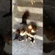 The cute puppies are eager to get to their mother.#puppy #cutedog