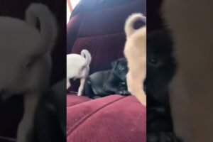 The cutest puppies #youtubeshort #adoptstrays #cute #funny #dog #dogshorts #doglife #puppies #dogs