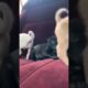 The cutest puppies #youtubeshort #adoptstrays #cute #funny #dog #dogshorts #doglife #puppies #dogs