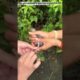 The girl rescued a sparrow trapped in net #animalrescue #birdrescue