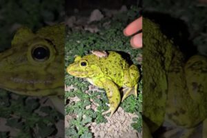 The last big frog makes you laugh | catch frogs for fun | catch frog funny | Frog and Toad #shorts