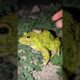 The last big frog makes you laugh | catch frogs for fun | catch frog funny | Frog and Toad #shorts