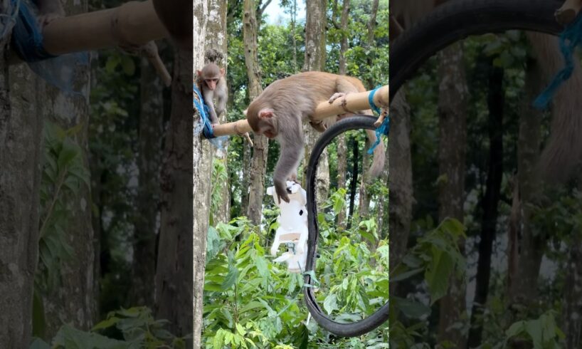 The monkey is funny playing with a toy cow. #MonkeyTales #Animals #Monkey