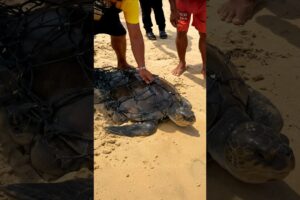 They Couldn't Leave This Turtle Behind 🐢🙌 #wildliferescue #shorts
