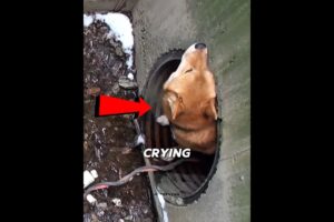 They Found A Dog Trapped For 20 Days In The Sewer #animals #rescue