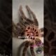 This GIANT Tarantula Just Molted! 🕷️ 😱 #pets #amazing #spider #animals #awesome #fun #tarantula