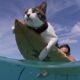 This Hawaiian Cat Loves Surfing With His Parents | The Dodo