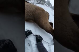 This Mountain Goat Gets a Second Chance in the Snow 🐐❄️❤️ #shorts