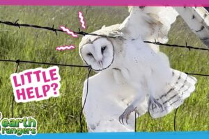 This Owl Was Trapped on Barbed Wire Until Heroes Arrived | Earth Rangers