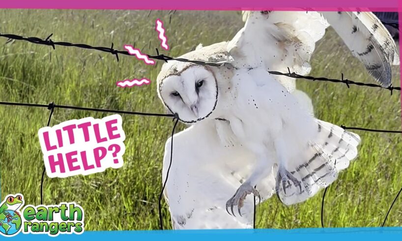This Owl Was Trapped on Barbed Wire Until Heroes Arrived | Earth Rangers