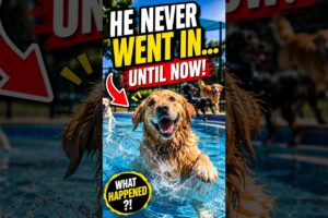 This dog really hates water!! #shorts #dog #dogs #love #puppy #cute #puppies