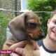 Top 10 Dog Breeds that Have the Cutest Puppies 4K