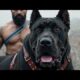 Top 10 True Molossian Bloodline Dog Breeds| Cute Puppies Videos