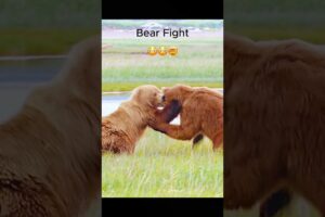 Top 5 Animal Fights Within the Same Species! #animals #fight #top10