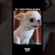 Top 5 Cutest Puppies In The World🐕❤️ #dog #dogshorts #dogvideos