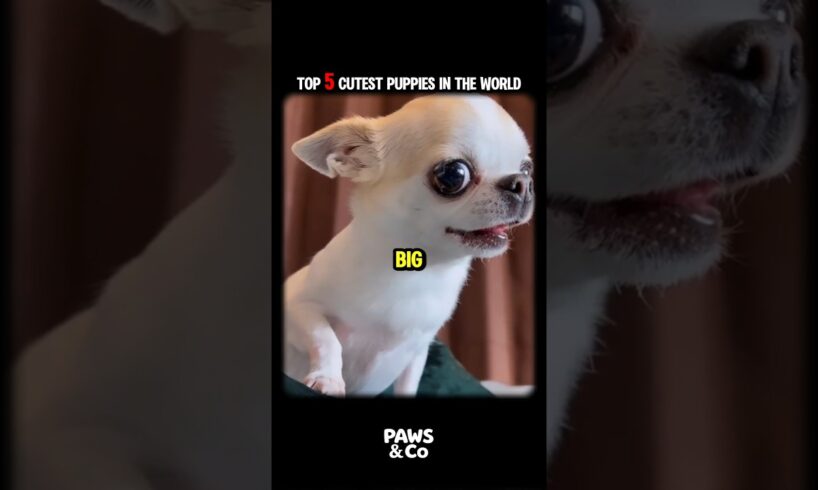 Top 5 Cutest Puppies In The World🐕❤️ #dog #dogshorts #dogvideos