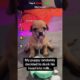🥹🐶 Top 5 Cutest Puppy Moments! #puppy #cute