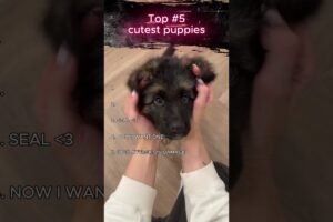 Top 5 cutest puppies #funny #dogs #fyp #shorts #ranking #puppy