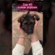 Top 5 cutest puppies #funny #dogs #fyp #shorts #ranking #puppy