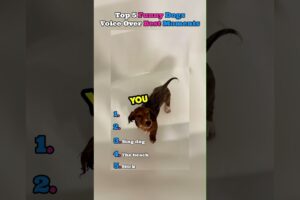 Top 5 funny dogs best voice over moments 😂😂