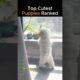 Top Cutest Puppies Ranked 🐶❤️