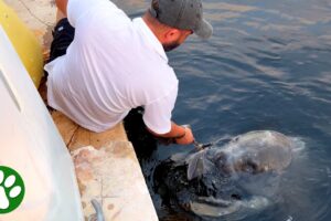 Trapped Manatee Begs for Help ❤️