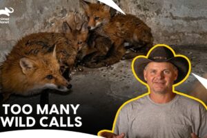 Turtleman Faces A Wild Run Of Animal Rescues | Call Of The Wildman S1 | Animal Planet India