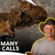 Turtleman Faces A Wild Run Of Animal Rescues | Call Of The Wildman S1 | Animal Planet India