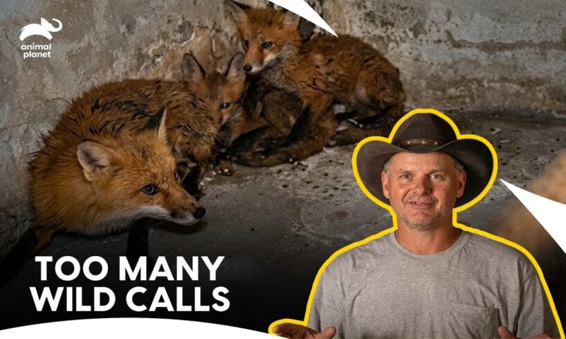 Turtleman Faces A Wild Run Of Animal Rescues | Call Of The Wildman S1 | Animal Planet India