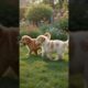 🐶❤️ Two Adorable Puppies Playing Together! | Cutest Puppy Video #Shorts