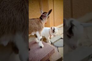 Two Cute Baby Goats Playing Together 🐐💕 | Funny Farm Animals #Shorts