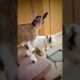 Two Cute Baby Goats Playing Together 🐐💕 | Funny Farm Animals #Shorts