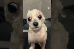 Ultimate Funny Dogs Compilation | Funniest Dog Reactions, Cute Puppies & Hilarious Dog Moments 😂🐶