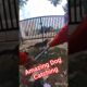 Unbelievable Moments #dog #rescue #viral #ytshorts