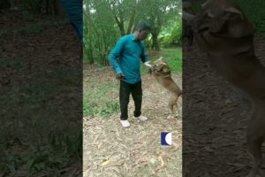Vava Suresh's Special Connection with Animals: A Playful Moment Captured | Vava playing with dog