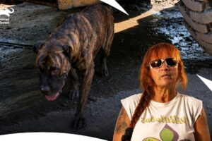 Villalobos Takes Dog Rescue Into New Frontier | Pit Bulls & Parolees S7 E7 | Animal Planet India