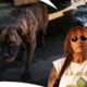 Villalobos Takes Dog Rescue Into New Frontier | Pit Bulls & Parolees S7 E7 | Animal Planet India