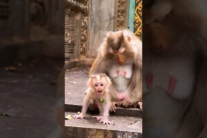 Watch Baby MELANY Play Like the Happiest Little Monkey #babymonkey #animallife #animals #cute