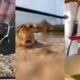 Water Rescue#animals #wildliferescue #lovestory #cute #rescue #pets #love #funny #kindness