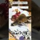 We rescued a deer that was trapped and then…… #rescue #animals #rescueanimals #deer #fyp