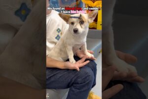 We rescued a dog ❤️ #rescue #animals #wildliferescue #cute #pet #lovestory #dog