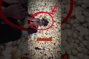 What happens when you play this sound to chicks 🐣 #experiment #shorts #birds