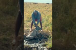 What they did to save this stuck wildebeest calf is amazing ❤️ #heartwarming #animals #wildlife