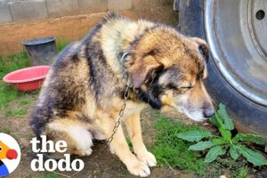Woman Rescues Chained Senior Dog And Ends Up Saving Hundreds More | The Dodo