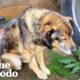 Woman Rescues Chained Senior Dog And Ends Up Saving Hundreds More | The Dodo