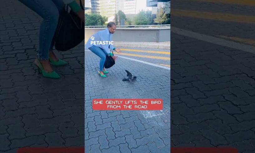 Woman Rescues Injured Bird From Busy Road