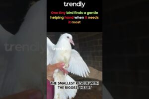 Woman Rescues Tiny Bird From Stable Finds Its Nest
