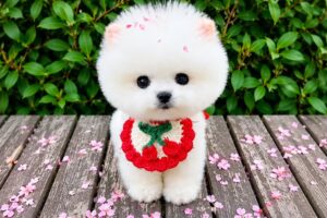 World most cutest puppies