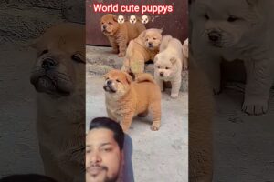 🐶 World’s Cutest Puppies Funny Moments 😂🐾 | Cute Puppy Video #Shorts#cutepuppys#cute #puppyfunny