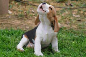You Will Die From The Cuteness of These PUPPIES! 😂 Funniest Puppy Videos of 2026